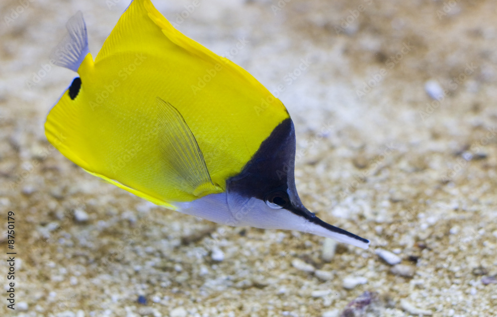 Obraz premium Pointed nose fish