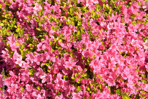 Karume Azalea photo