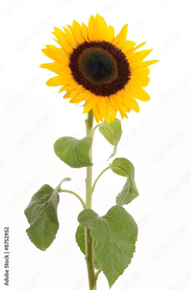 Obraz premium girasole