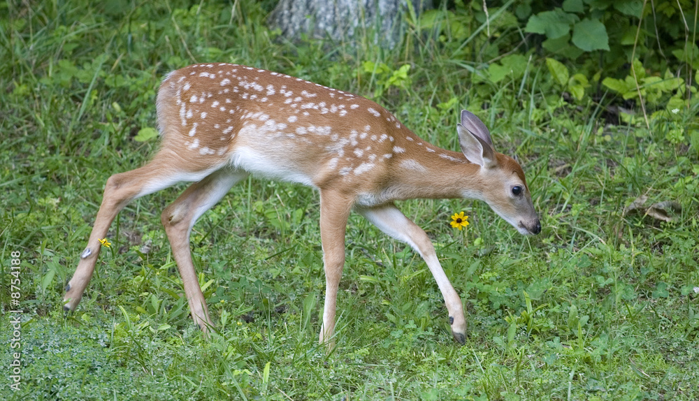 fawn