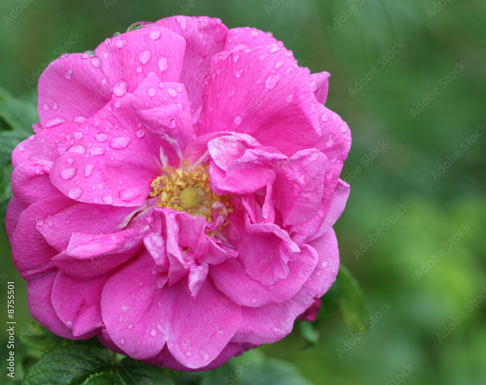 Obraz premium Flower