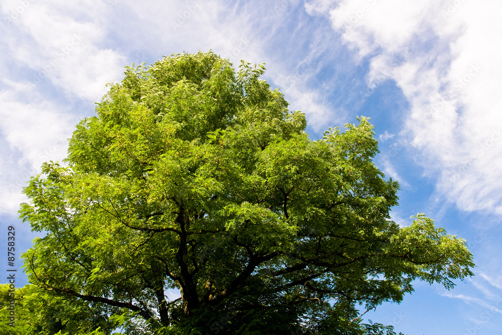 Obraz premium Champ de blé en Savoie