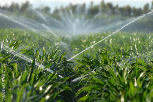 irrigazione photo