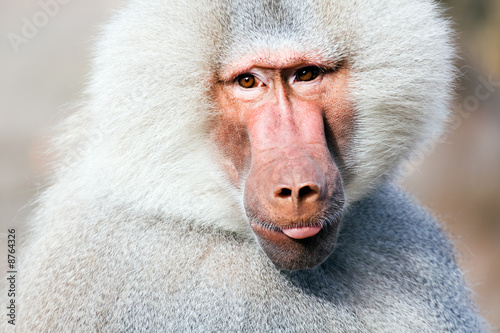 baboon portrait sticking out tongue photo