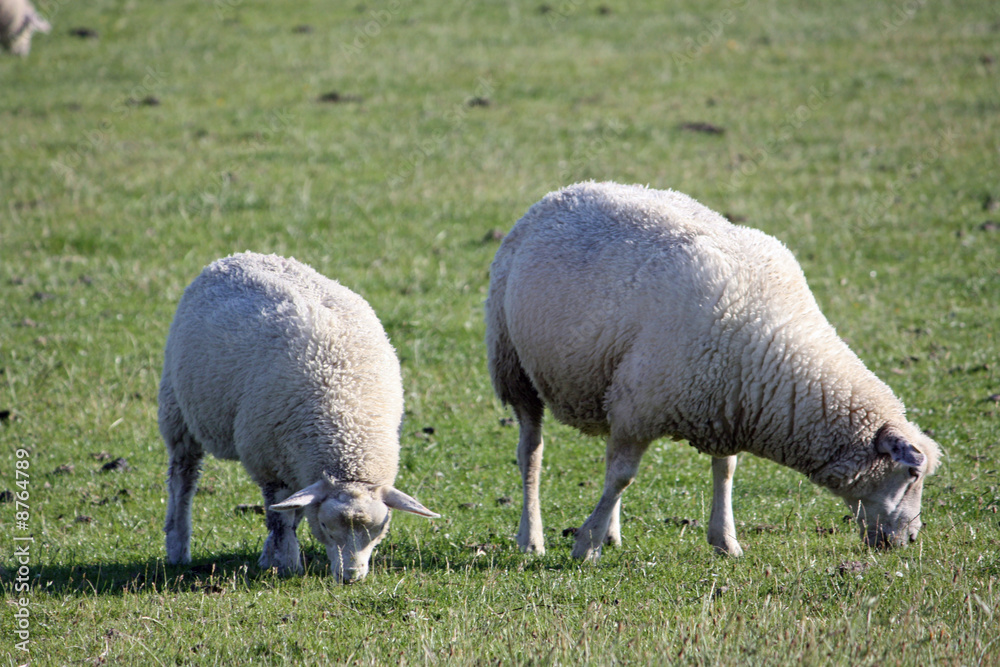 Zwei Schafe grasen auf grünem Vordeich in Norddeutschland Zwei Schafe grasen auf grünem Vordeich in Norddeutschland