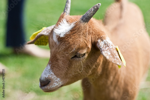 Chevre brune photo