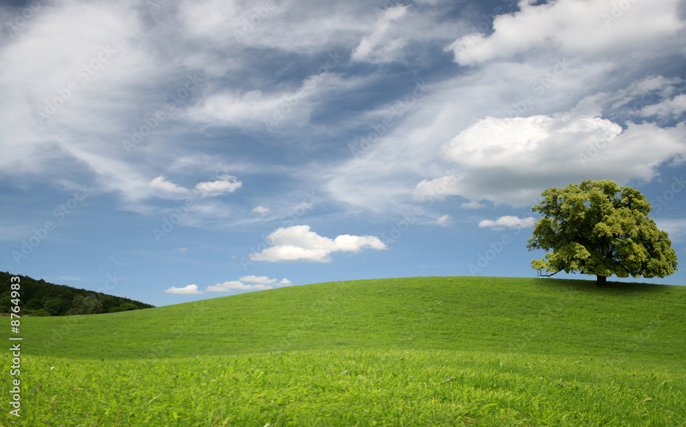Obraz premium green hills