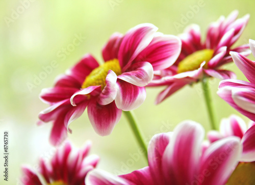 Beautiful garden flowers © Veronika Galkina