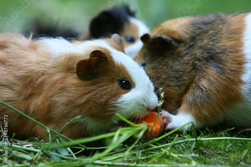 Meerschwein