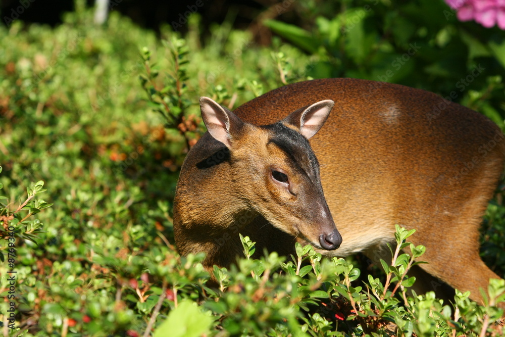 Fototapeta premium Muntjak