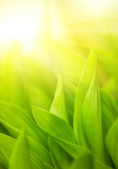 Fresh green grass (shallow DoF)