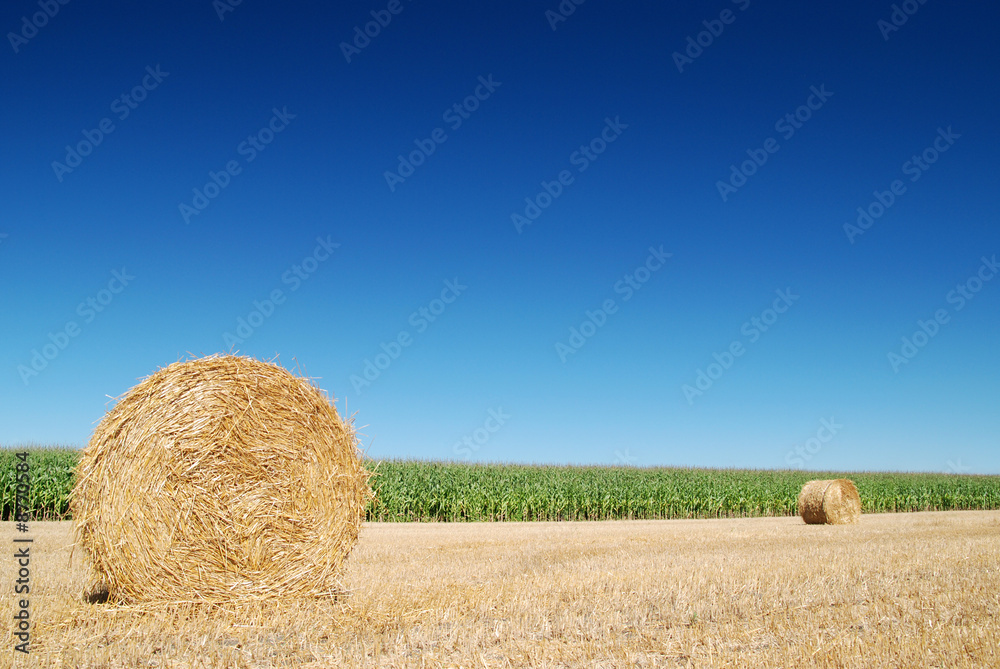 Ball of corn straw in a field with blue sky