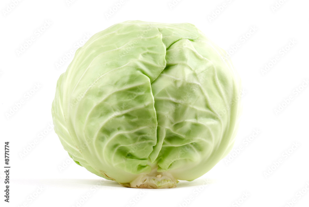 White Cabbage White Cabbage
