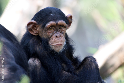 Jung-Schimpanse