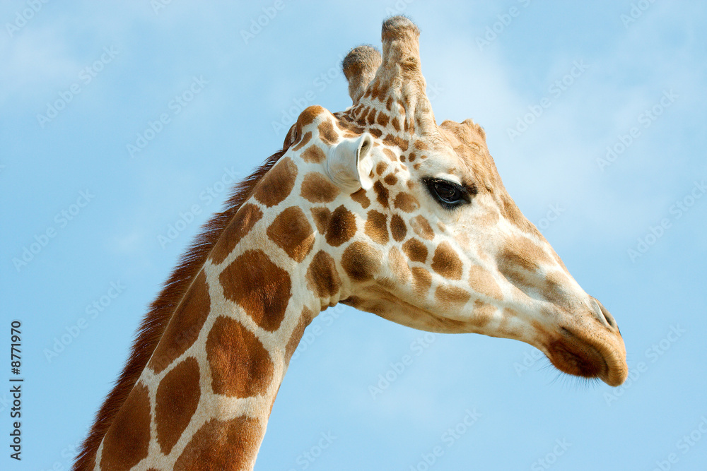 Closeup of giraffe's head against blue sky Closeup of giraffe's head against blue sky