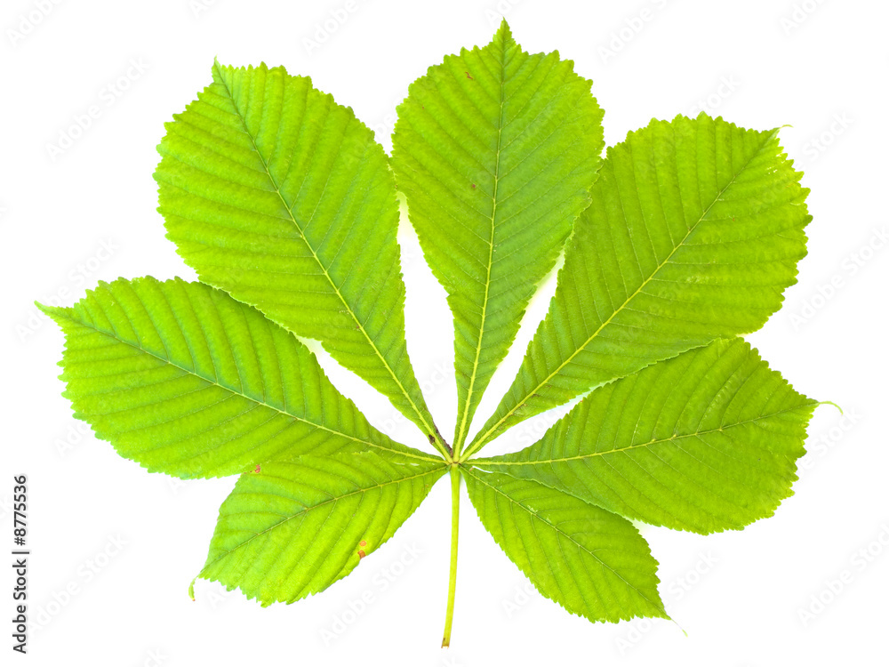 Single green chestnut leaf against the white background Single green chestnut leaf against the white background