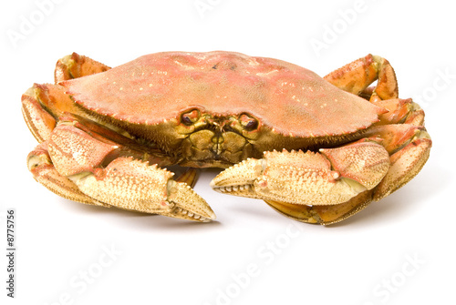 Steamed Dungeness Crab Isolated on White
