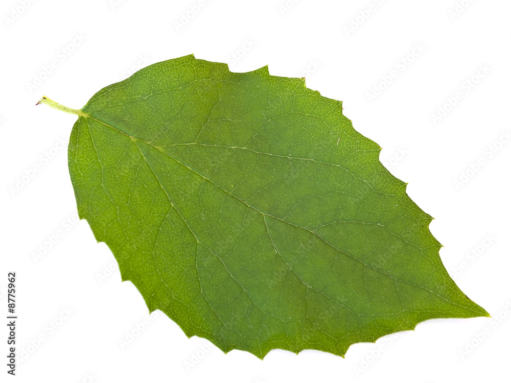 Fototapeta premium Single green leaf against the white background
