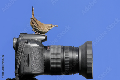 House Wren (troglodytes aedon) on a camera with an insect