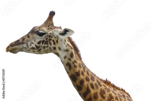 Giraffe isolated