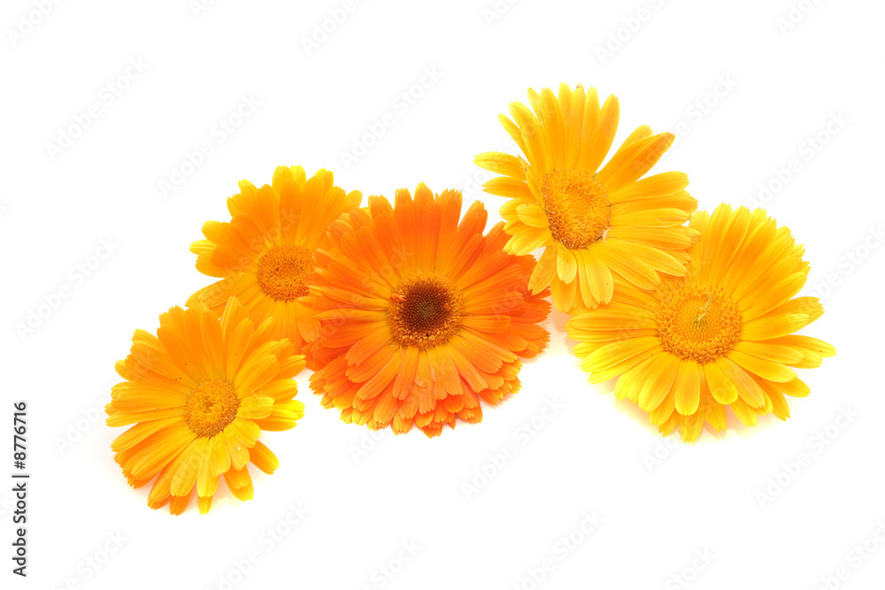 Flowers of a calendula Flowers of a calendula