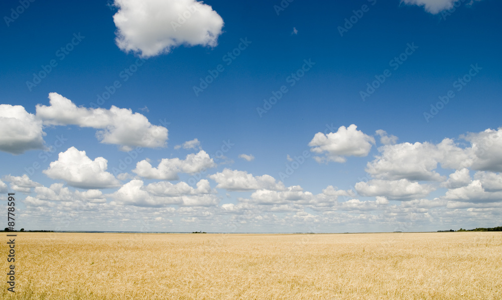 Obraz premium cloudscape and field