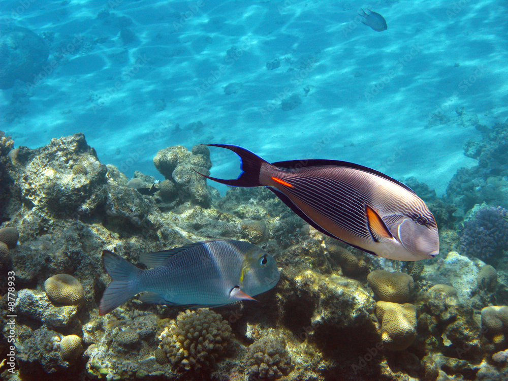 Obraz premium Sohal surgeonfish
