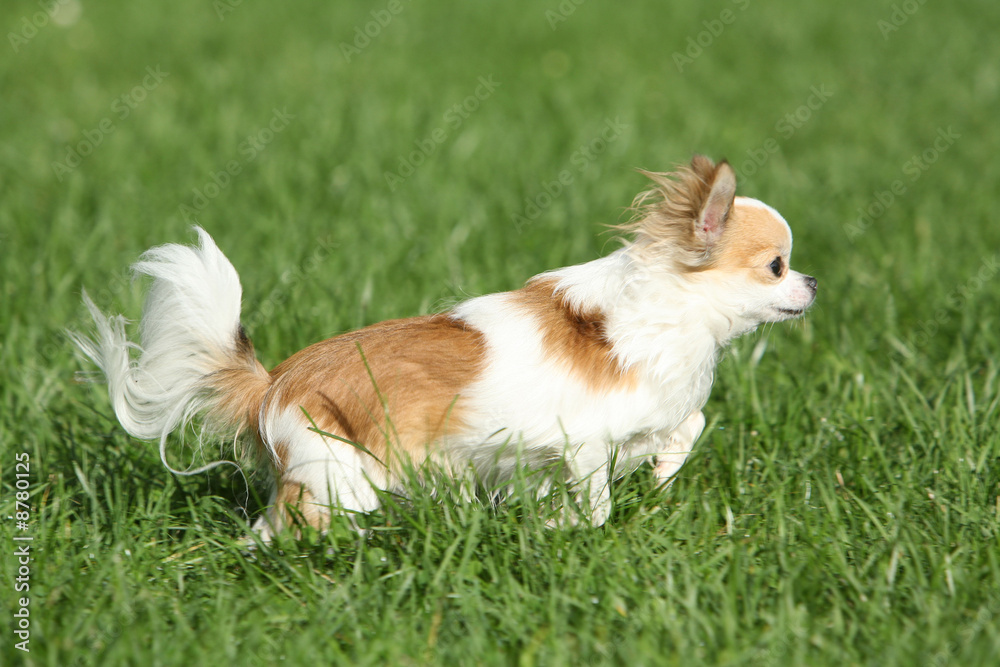 chihuahua en course chihuahua en course