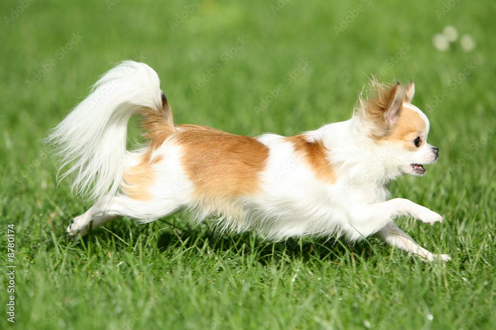 chihuahua en course chihuahua en course