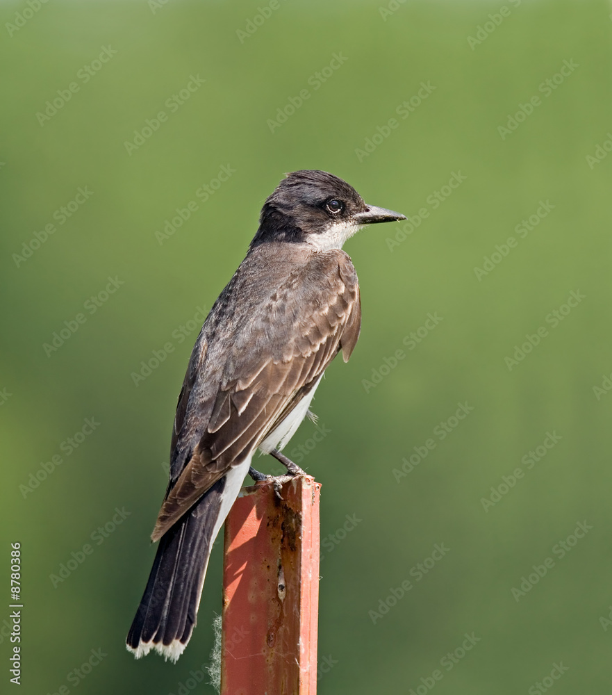 Kingbird Kingbird