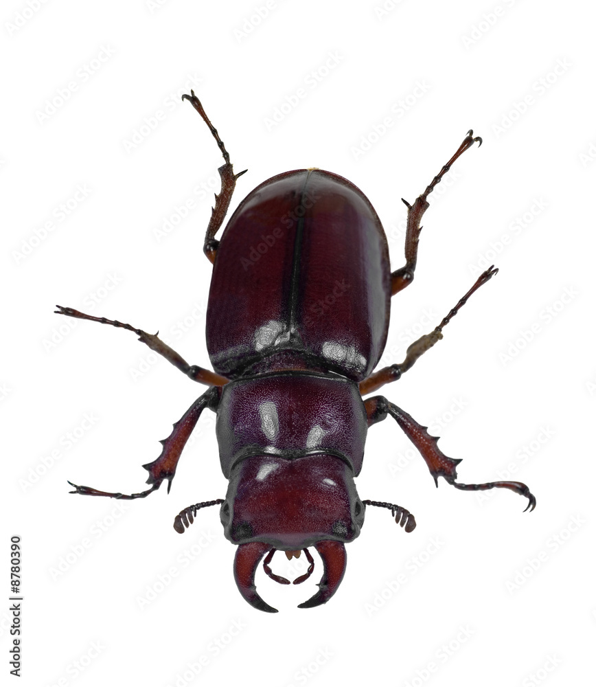 Beetle Beetle