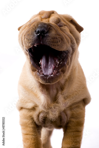 Funny sharpei