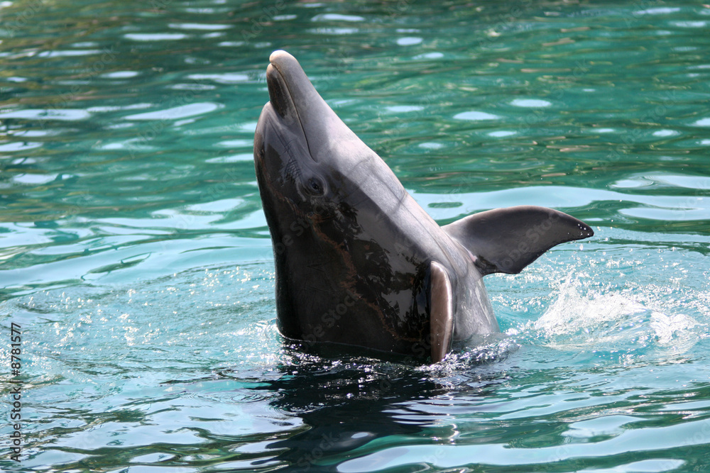 Obraz premium dolphin