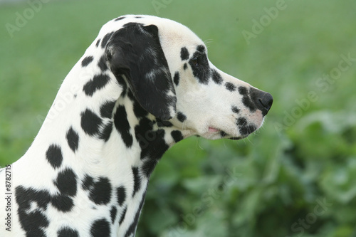 Dalmatien