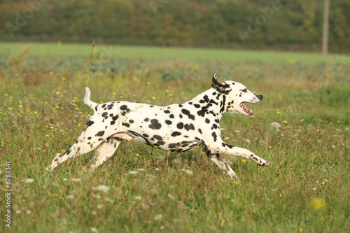 Dalmatien en course
