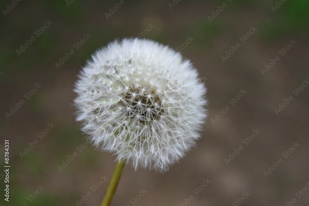 wish dandelion