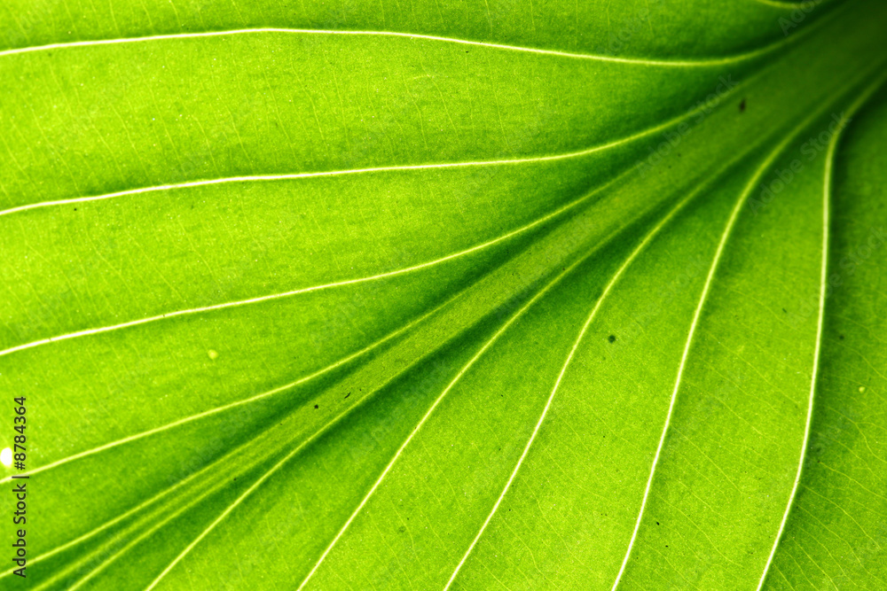 green leaf vein green leaf vein