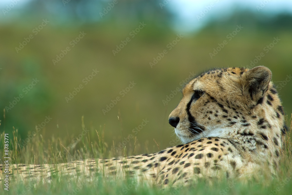 close-up of a beautiful cheetah (Acinonyx jubatus) close-up of a beautiful cheetah (Acinonyx jubatus)
