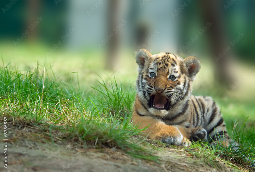 Naklejka premium cute siberian tiger cub (Tiger Panthera tigris altaica)