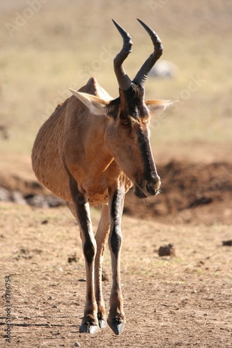 Red Hartebeest Antelope