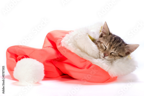 sleeping kitten