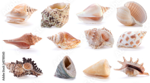 different sea shells (2)