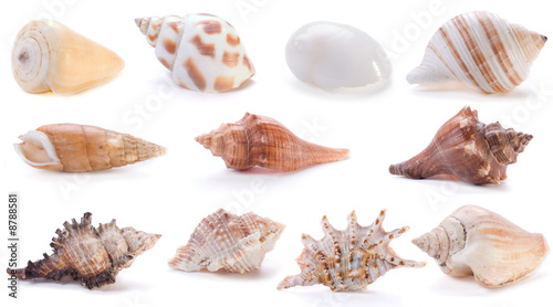different sea shells(4)