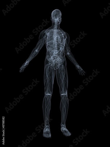 menschliche anatomie © Sebastian Kaulitzki