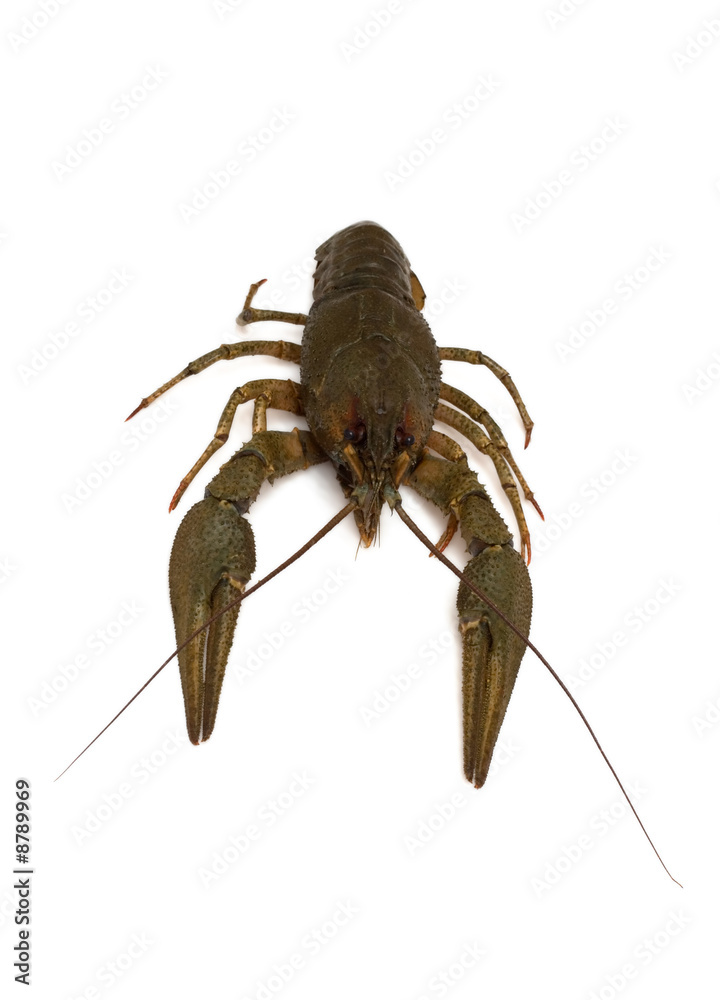 One crayfish