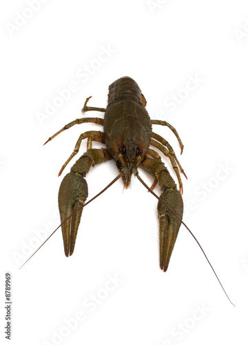 One crayfish