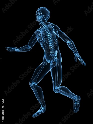 menschliches skelett © Sebastian Kaulitzki