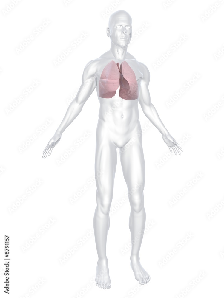 menschlicher körper mit lungen