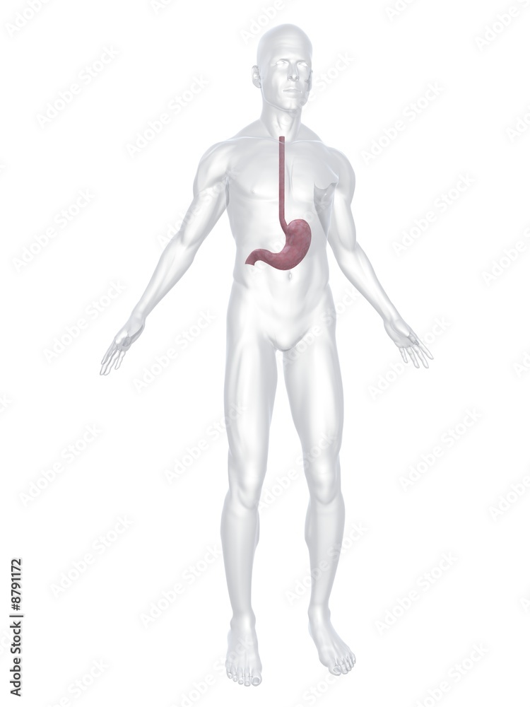 menschlicher körper mit magen