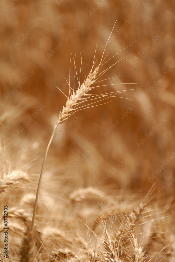 Ripe Wheat Detail With Extreme Selective Focus Ripe Wheat Detail With Extreme Selective Focus
